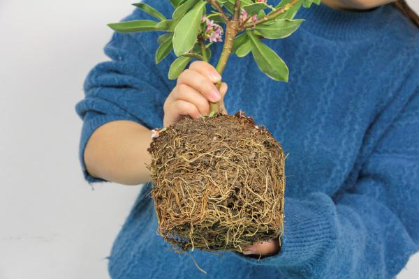 瑞香冬天怎么养护