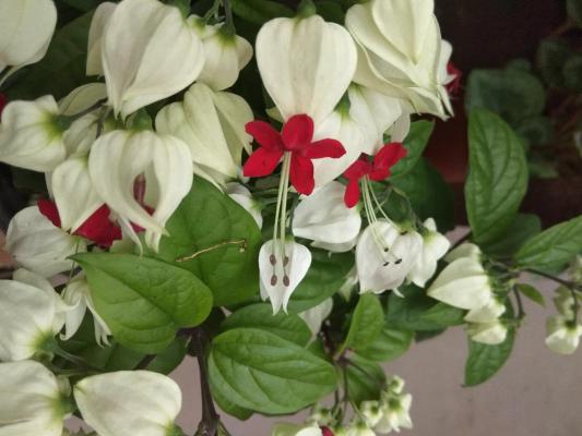 龙吐珠扦插繁殖方法