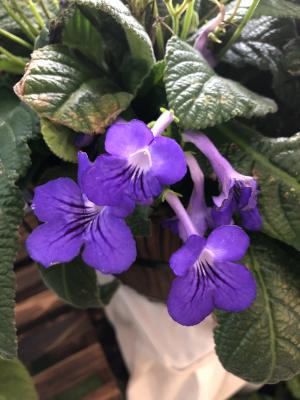 长筒花扦插繁殖方法