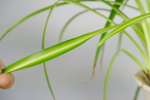 吊兰视频：吊兰浇水时加点这种液体，10年都不再黄叶！