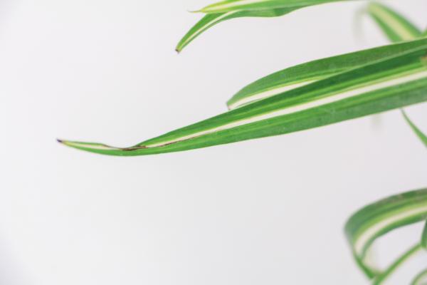 他养的吊兰2指宽，从不干尖黄叶，只因做了这件事！