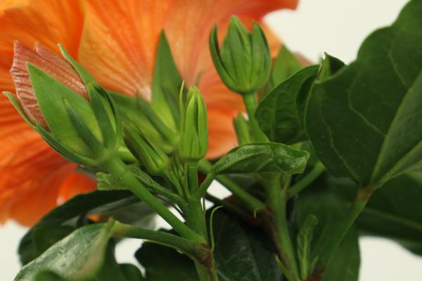 扶桑的扦插繁殖方法