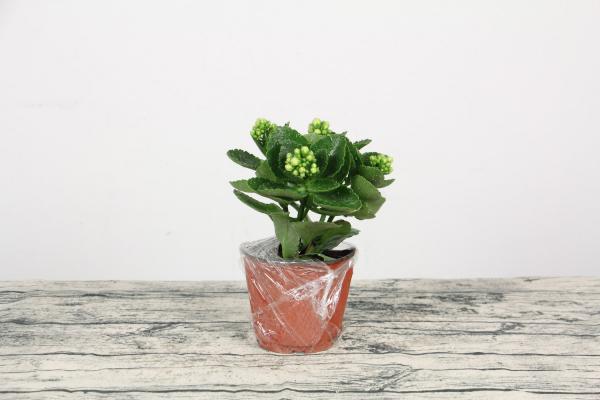 长寿花扦插视频:开过了的长寿花不要扔,又能再开一大盆