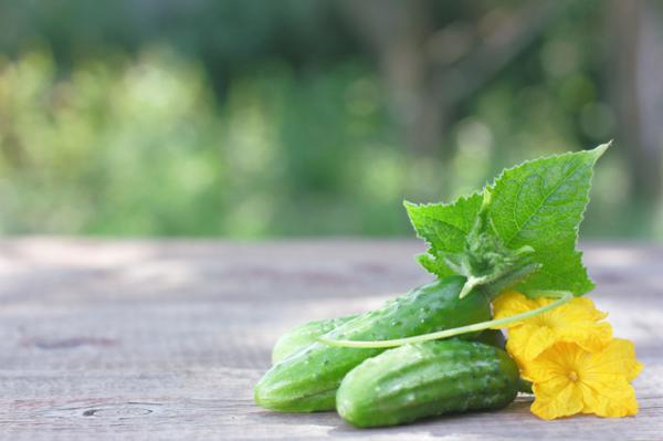 买了水果黄瓜的种子怎么播种呢