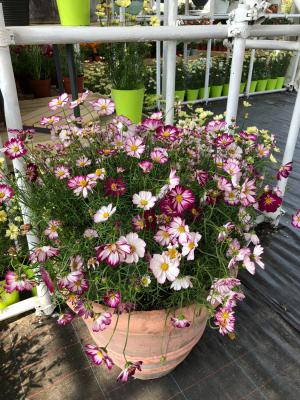 买回来波斯菊的种子应该怎么播种