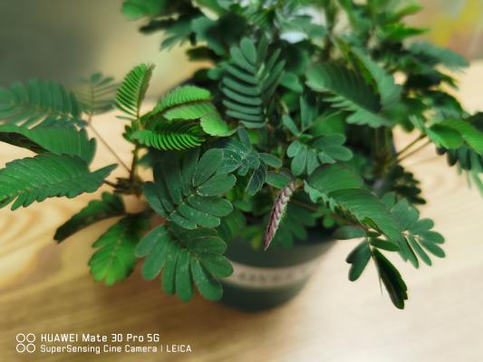 买回来的含羞草怎么进行播种