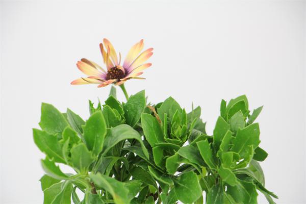 蓝目菊如何过冬