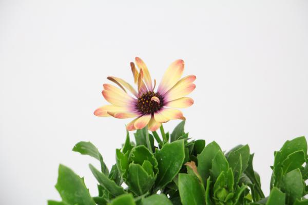 蓝目菊播种后管理