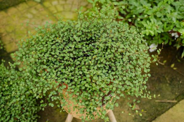 千叶吊兰的扦插方法