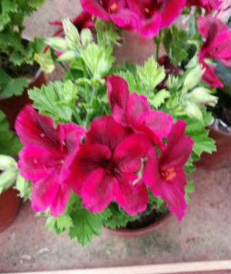 天竺葵开成大花球，美的不像话