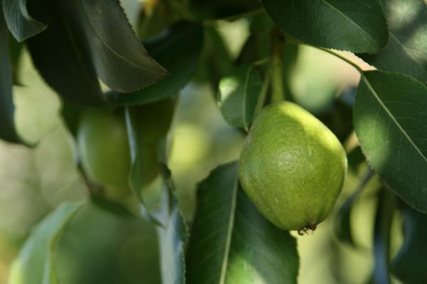 梨树的花期管理
