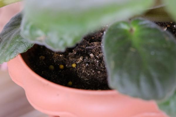 非洲堇怎么延长花期