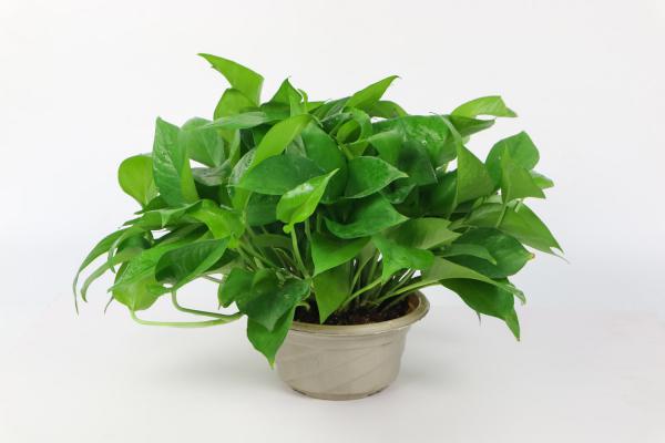 绿萝窗帘的制作和养护