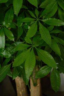 快死的发财树别扔，1分钟让它起死回生