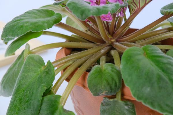 非洲堇怎么施肥