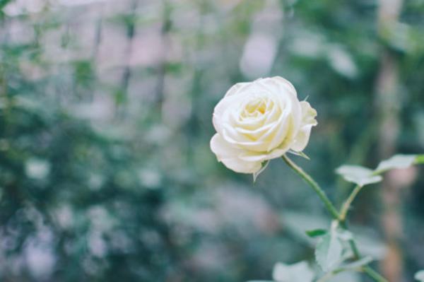 家中养殖月季花，如何月月开花呢