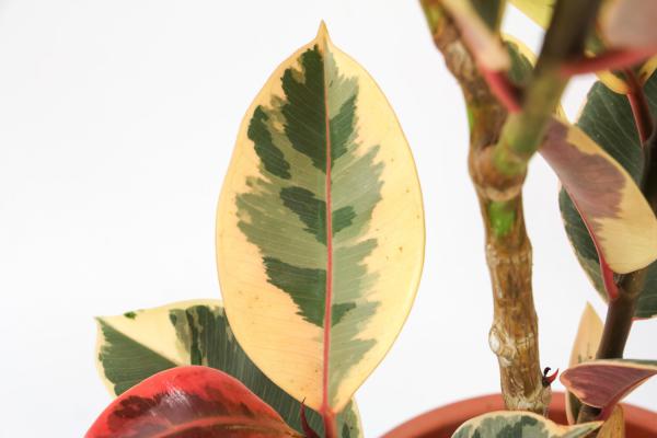 橡皮树怎么进行枝插