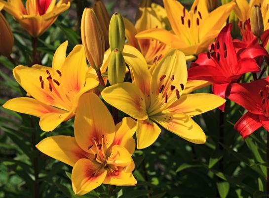 百合鳞片扦插方法