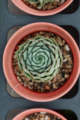 多肉叶插视频:学会这种方法,100%成功