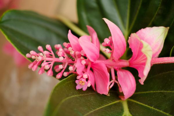 宝莲灯花蕾期要怎么养