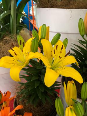 百合——如何养种球