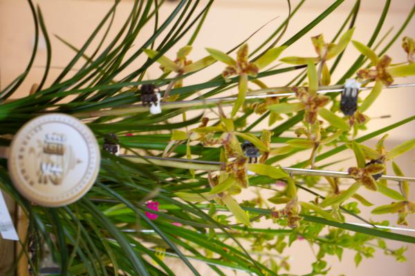 兰花--如何养肉质根