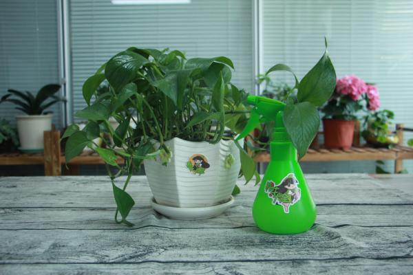 养绿萝的看过来，这样养，才能疯长不发黄