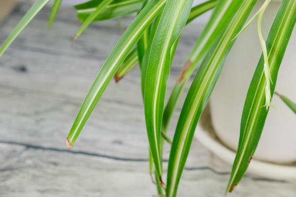 吊兰叶子老干尖？用了这1招，立马绿油油