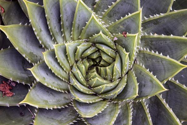 芦荟女王的繁殖方式
