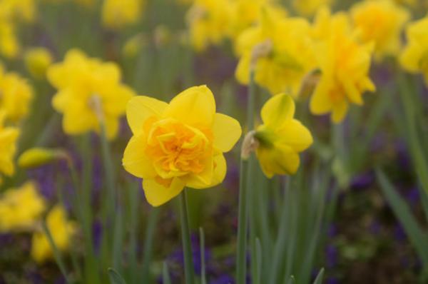 洋水仙的种球怎么种