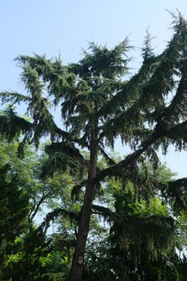 雪松种子怎么种