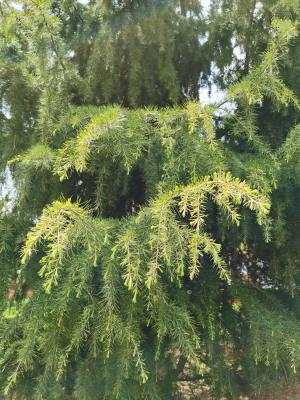 雪松的短截修剪方法