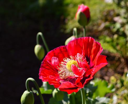 虞美人可以在当年开花吗