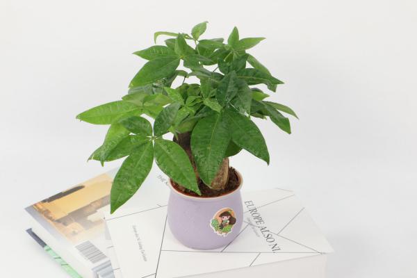 发财树竟然还能开花结果，他都是这么做的