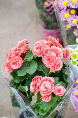 丽格海棠种子怎么种