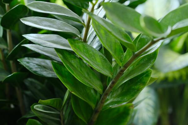 金钱树怎么浇水施肥