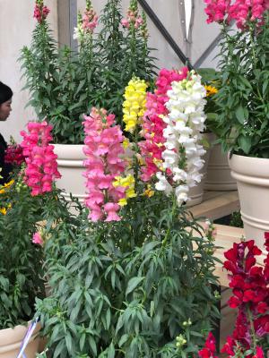 怎么让金鱼草多开花