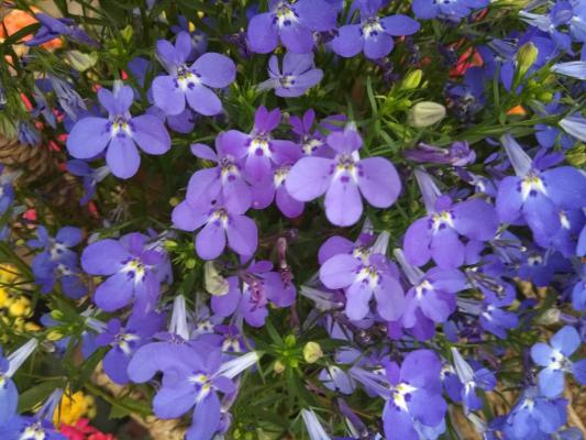 六倍利什么时候播种