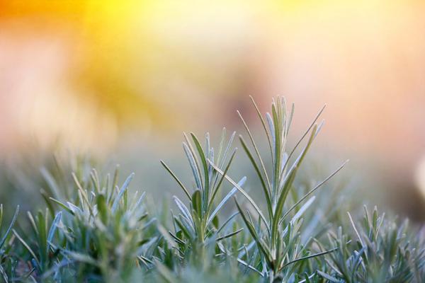 迷迭香常见的三种扦插方法