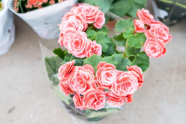 图解丽格海棠扦插