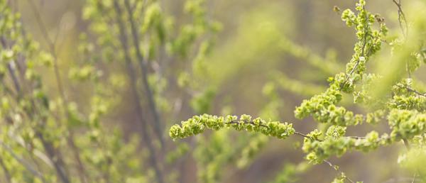 榆树盆景怎么移栽