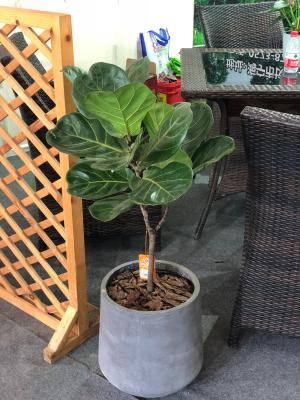 琴叶榕怎么浇水