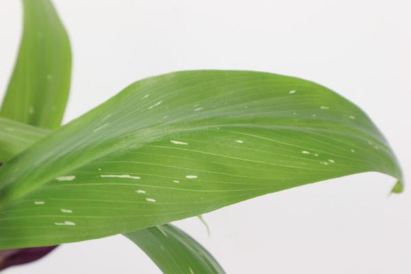 彩色马蹄莲开花后怎么处理