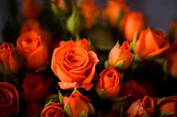 他给月季做了这3件事，月月都看到花开