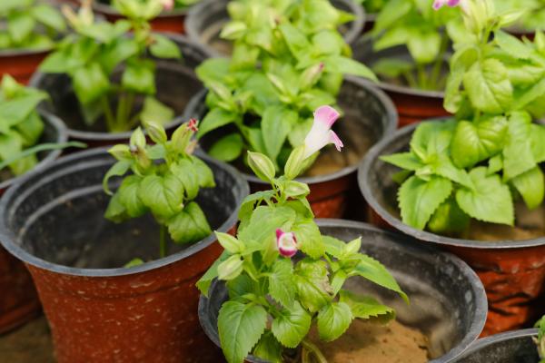 夏堇种子怎么种