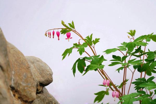 荷包牡丹的扦插方法