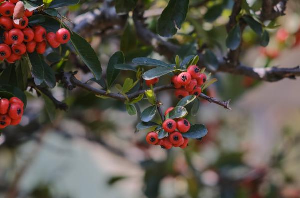 火棘怎么养可以多开花结果
