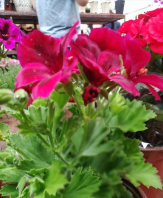 天竺葵为什么要强剪