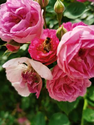 蔷薇花的冬季养殖方法