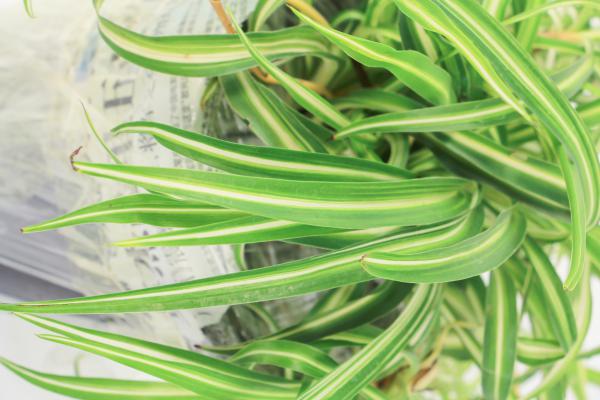 吊兰这样种，才能叶片油亮有光泽！方法还超简单